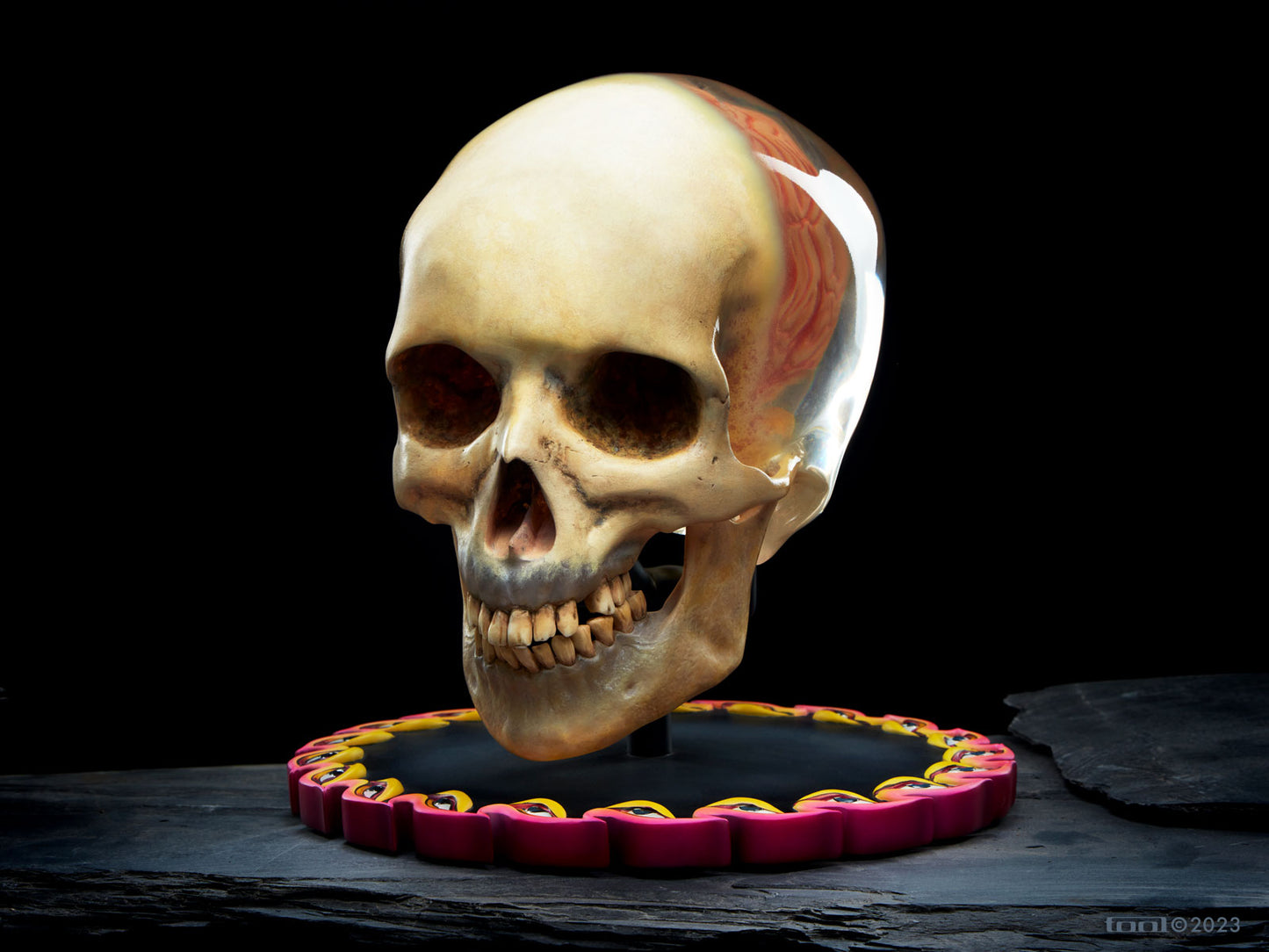 Fetus in Skull Life-Size Sculpture