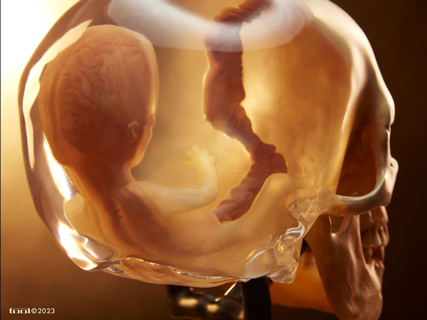 Fetus in Skull Life-Size Sculpture